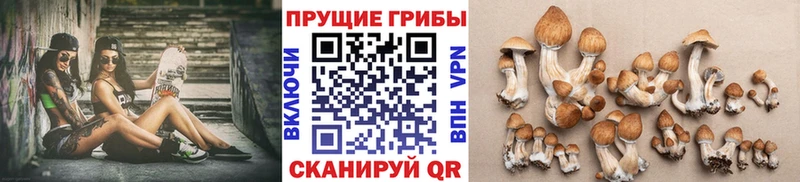 Псилоцибиновые грибы мицелий  где купить   Нахабино 